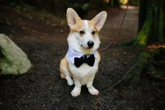 那些不可思议的创意婚礼出场方式,最浪漫的婚礼点睛之笔