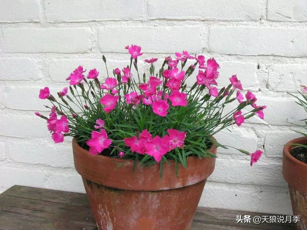 盘点每个世界第一关最强的植物,有哪些可以卡无敌的植物