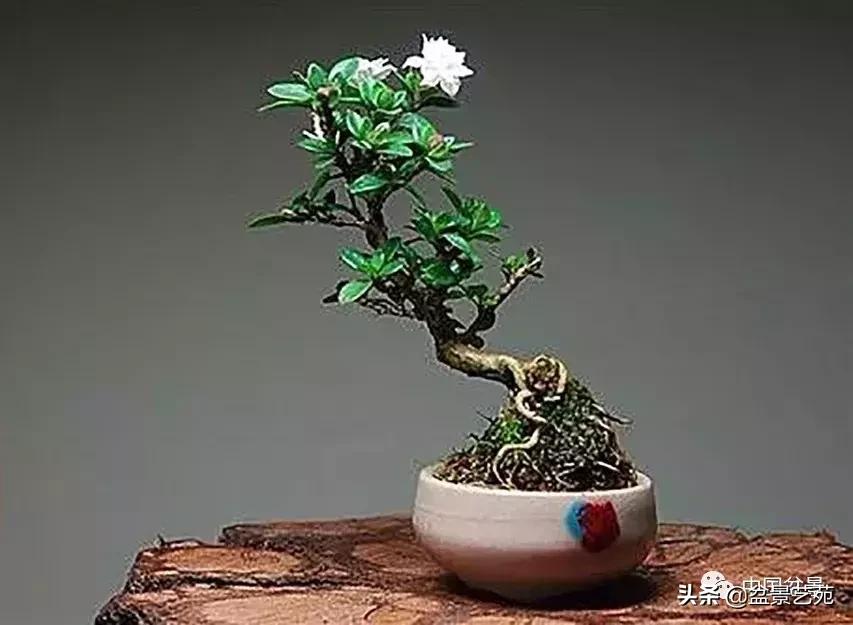 推荐36种好养的盆景植物,茶桌上养什么盆景植物