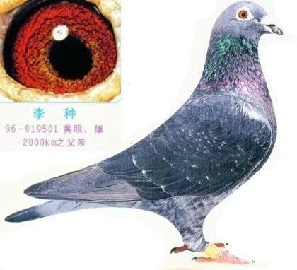 十大最好的肉鸽品种,最纯的国血鸽