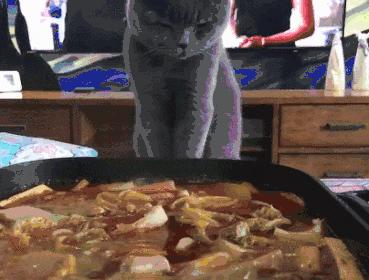 猫咪挑食不拉屎怎么办,猫咪挑食不吃猫粮可以放猫薄荷吗