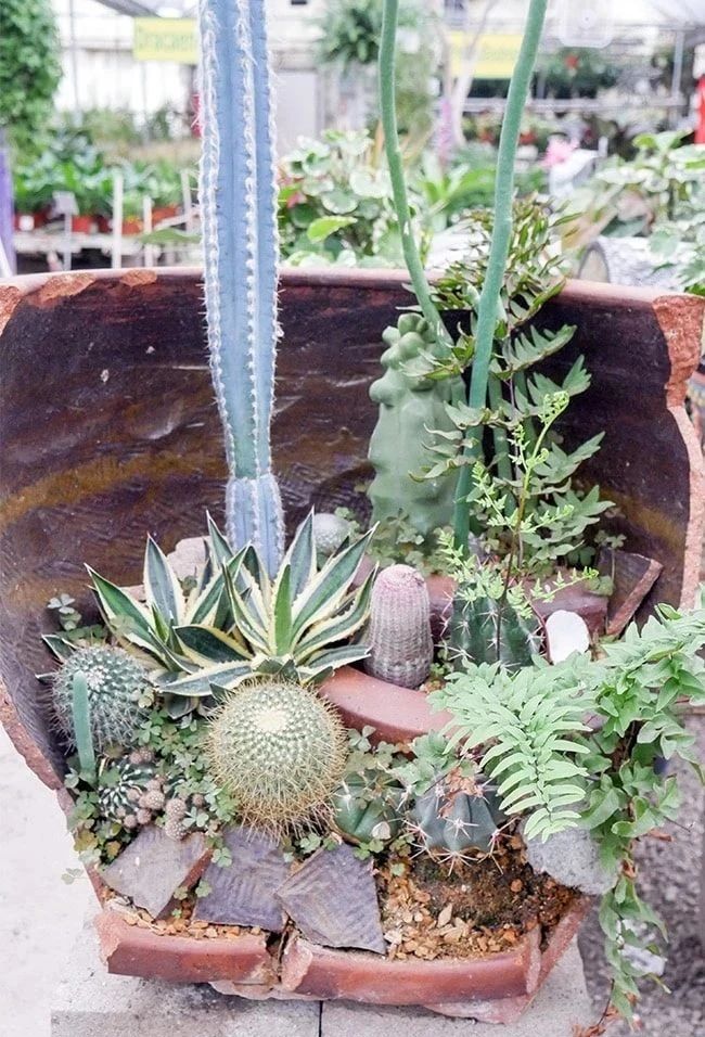 新买的花盆如何改造盆栽,破碎的花盆怎么养花