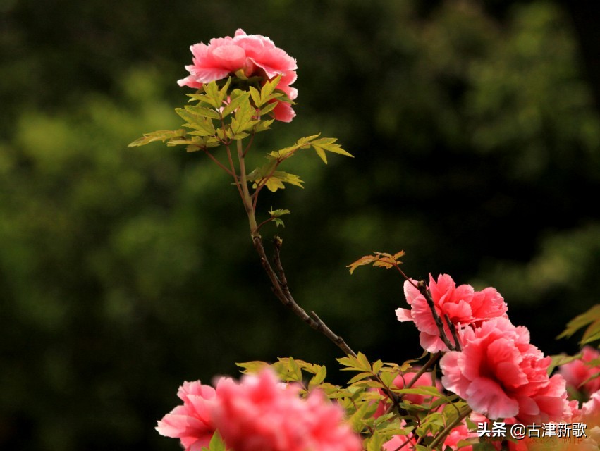 最美牡丹诗词20首,研究牡丹花