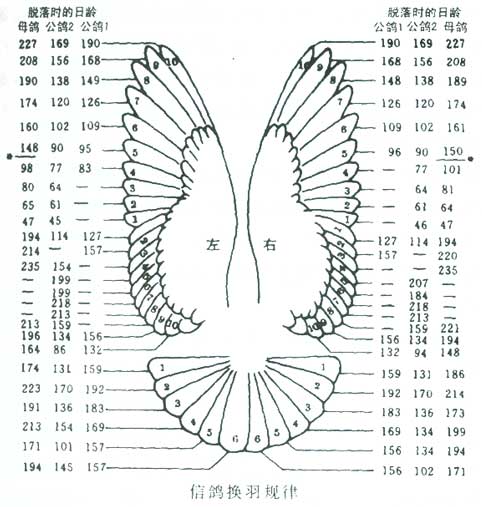 信鸽的换羽期大概多长时间,信鸽换羽期靓羽管理要点