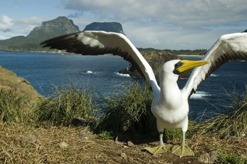 豪勋爵岛气候,澳秘