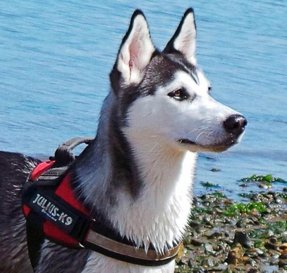 狗狗体内外驱虫什么药比较好,狗狗驱虫体内体外一起驱虫吗