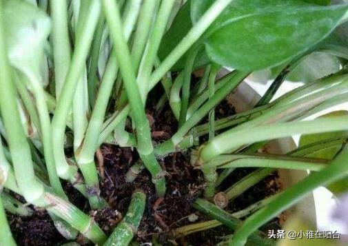 绿萝冬天冻死了明年又发芽,绿萝受冻可以缓过来