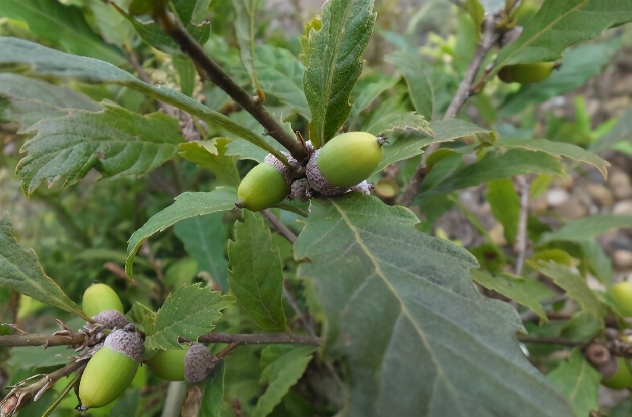 青冈树俗称,青冈子俗称