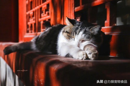 故宫的御前带爪护卫小崽儿,回喵星了……