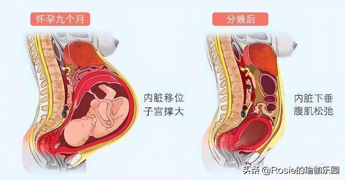 高圆圆小肚子圆鼓鼓,高圆圆一周减肥食谱