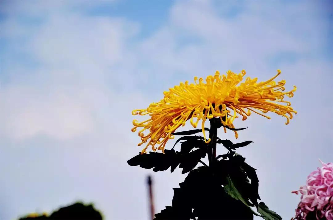 九九重阳节又见重阳,九九重阳节新的一天开始