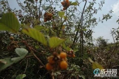 农村身边常见中草药不要错过这些宝贝！