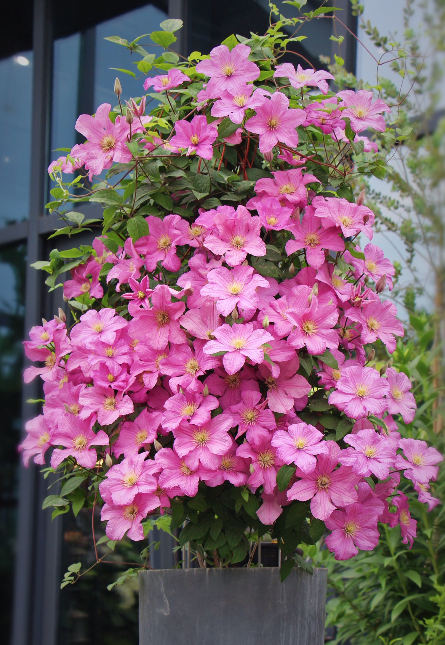 包查德女伯爵铁线莲耐热怎么样,包查德女伯爵