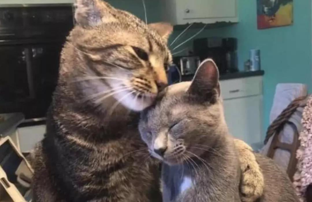 猫咪下崽后的饲养方法,猫咪繁育技巧