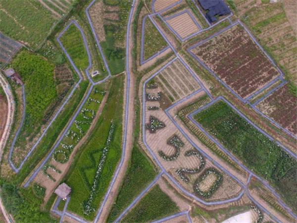 湖南小伙返乡创业种蔬菜,农村小伙创业卖花