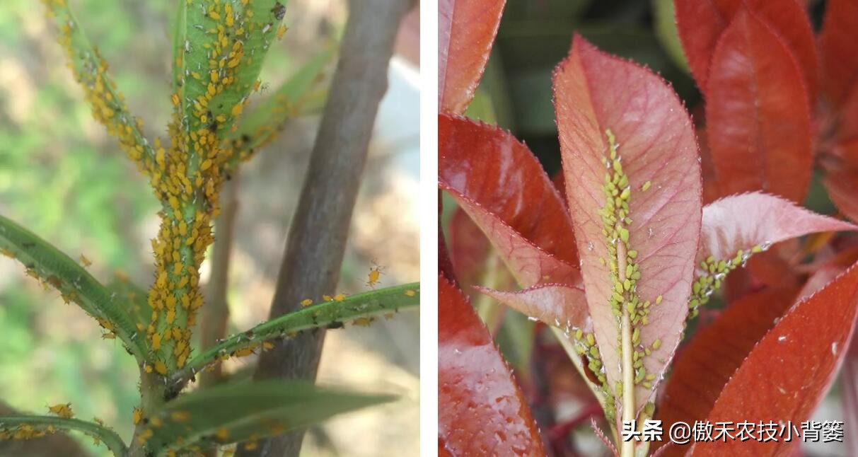 春季蚜虫防治方案最新,春季蚜虫病虫害防治药物配比