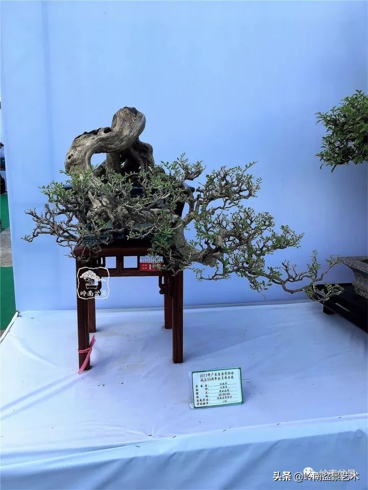 骞哥涔呬箙鐢滅敎铚滆湝,骞哥涔呬箙