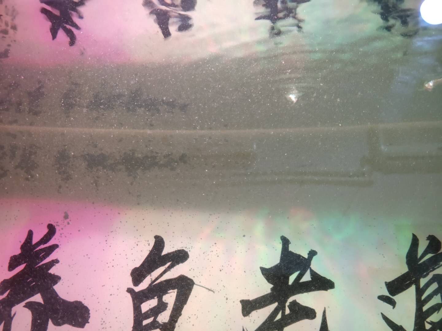 鱼缸养淡水鱼过滤系统,鱼缸里面没有过滤系统怎么养鱼