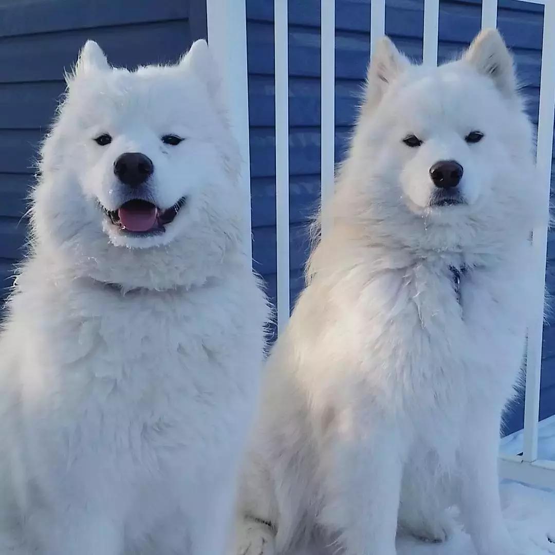 萨摩耶犬的5大特征,萨摩耶犬的特点是什么
