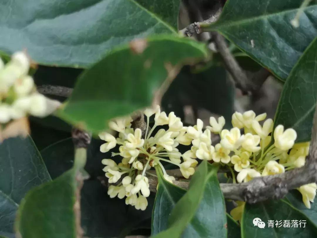 月满易园兰舟、秋莲华西钟楼:诗意生活就在身边,何须远走?