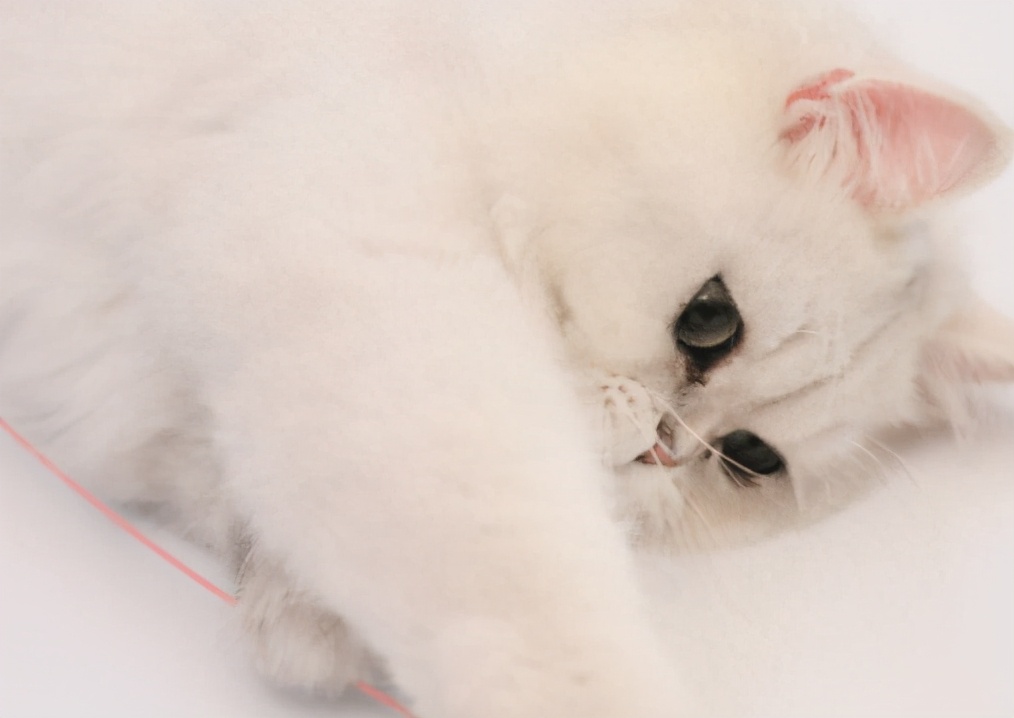 猫咪反群,猫咪反食怎么办