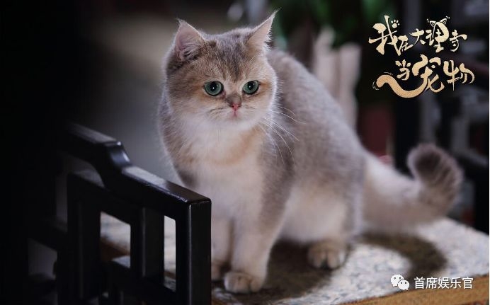 我在大理寺当宠物全集免费完整版,我在大理寺当宠物第1集到大结局