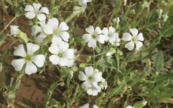 缕丝花,可不要错以为这是满天星哦