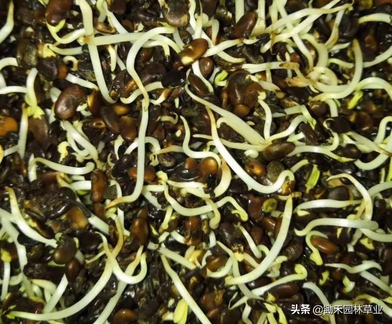 适合盐碱地的植物有哪些,绿化草耐旱品种