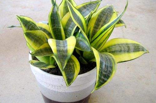 虎皮兰烂根用什么方法解决,虎皮兰烂根了用什么方法能好