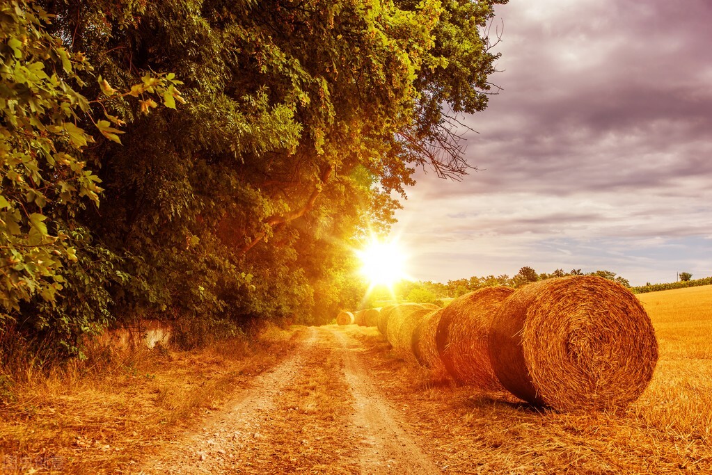 什么是粪肠球菌？粪肠球菌作为饲料添加剂对动物的功效有哪些？
