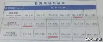拜奥高犬猫三联抗体检测怎么看,猫咪打完猫三联后要检测抗体吗