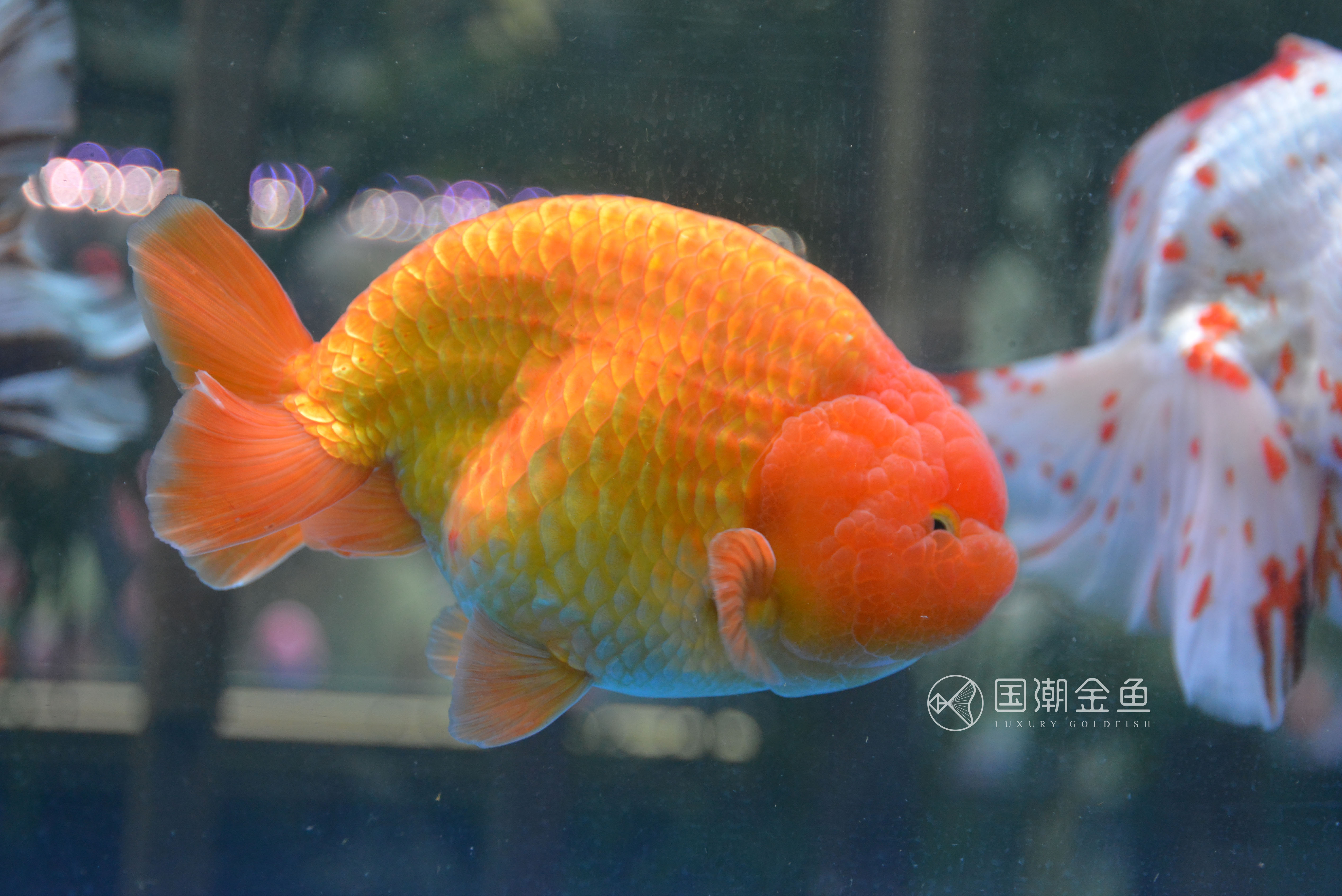 潘国诚谈养金鱼,福州潘国诚金鱼