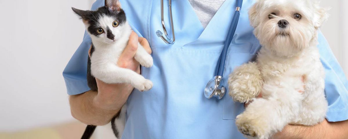 狗狗体外驱虫药是什么,狗狗体内和体外驱虫药推荐