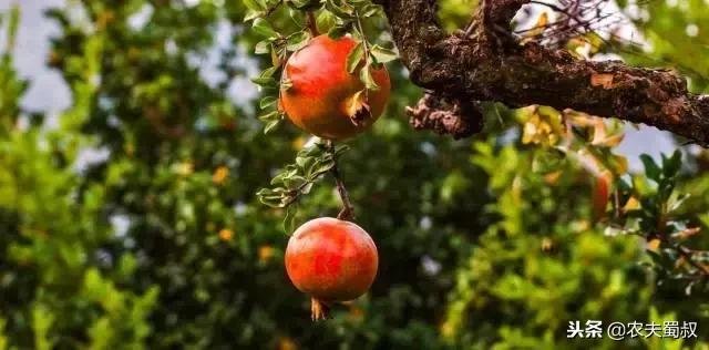 雅诗兰黛清甜汁,可以吃的雅诗兰黛是什么