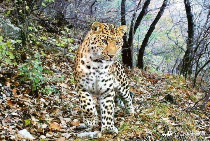 美洲豹是最强大的猫科,最凶猛的猫科动物美洲豹