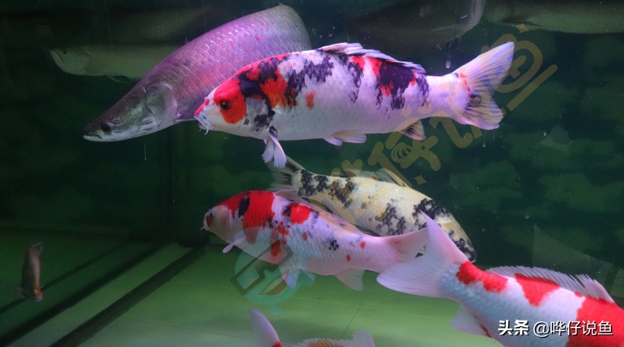 鱼缸混养小型鱼最佳搭配,观赏鱼怎么混养达到生态缸