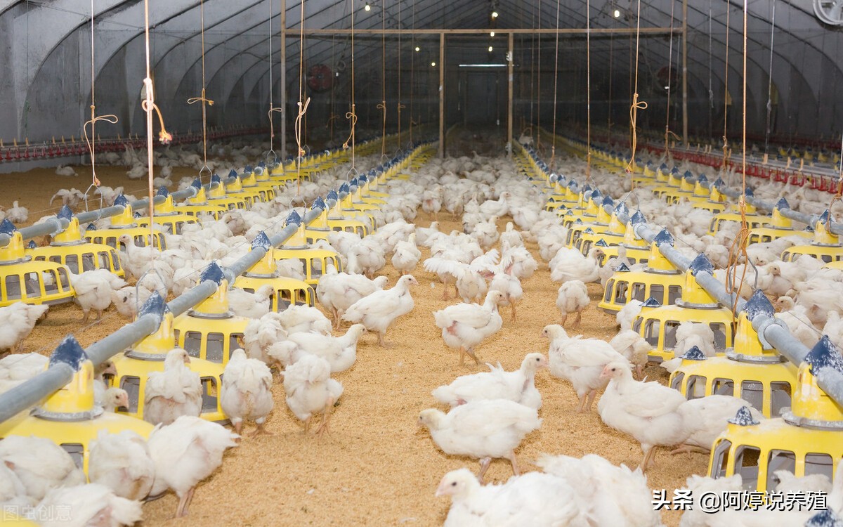 养鸡遇到坏死性肠炎怎么办？该怎么治疗？这篇文章告诉你
