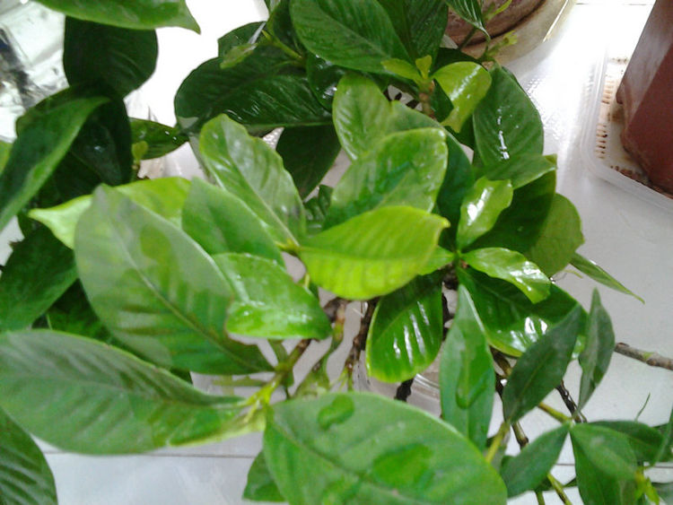 水培栀子花正确方法,栀子花水培生根