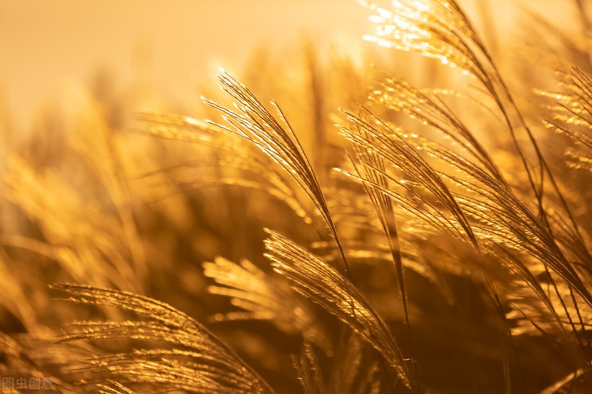 十首绝美唐诗赏析,最美十首唐诗经典加赏析