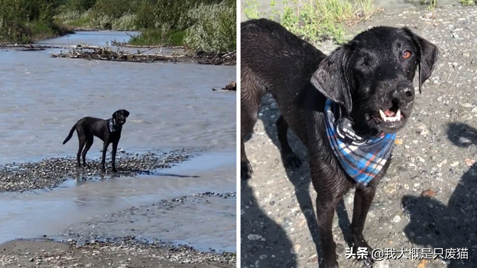 拉布拉多做手术图片,拉布拉多嘴巴手术