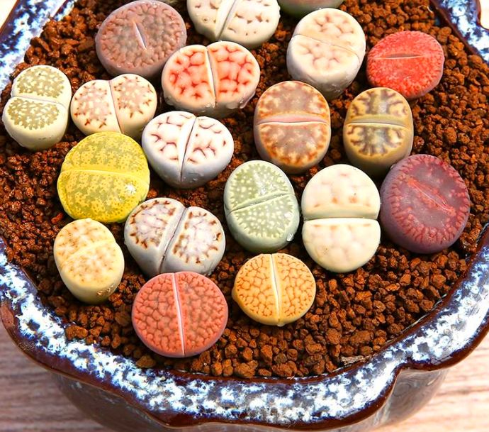 怎么能养好生石花,生石花怎么养才能长得快又好