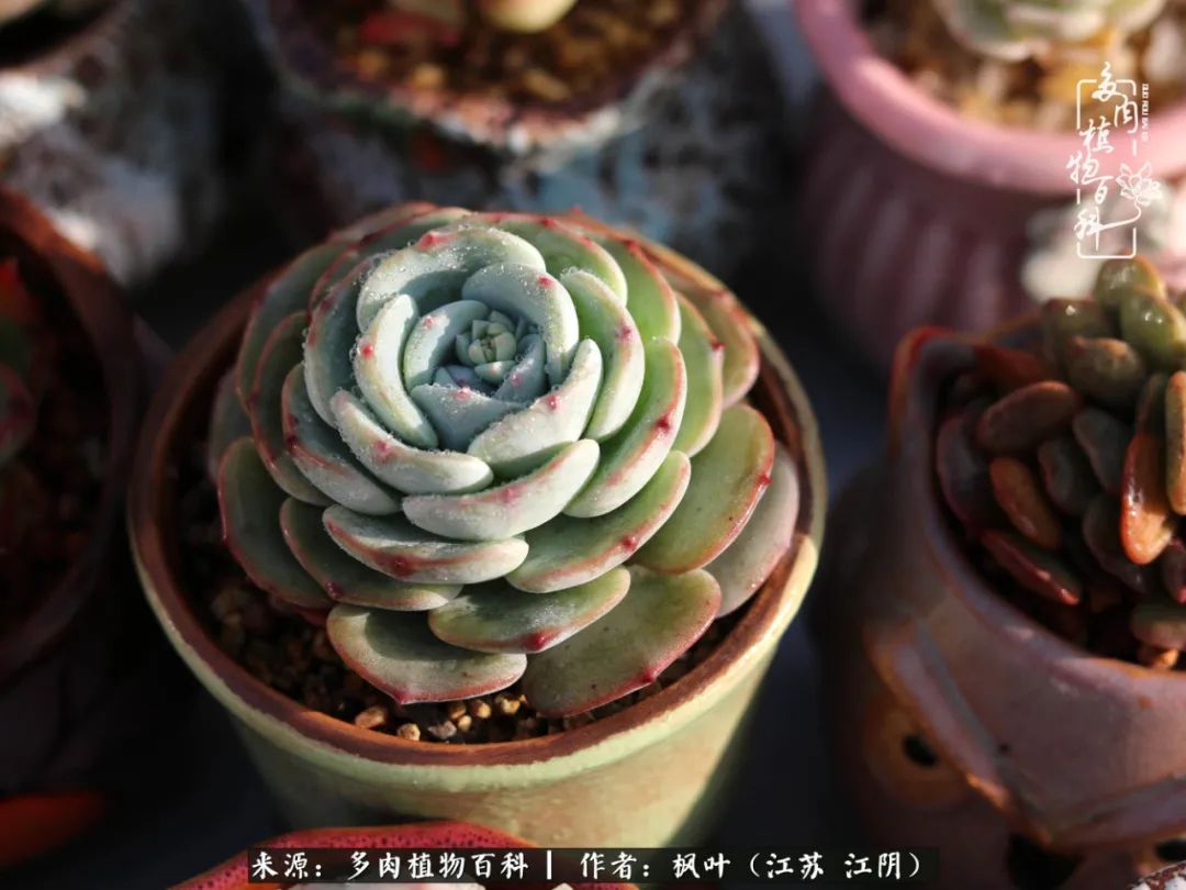 春有约，花不误，多肉与春天有个约会