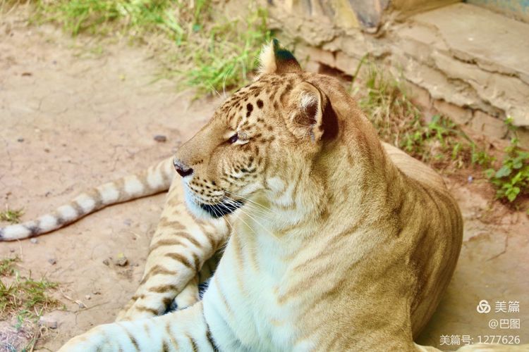 游玩万安山,洛阳万安山游玩攻略