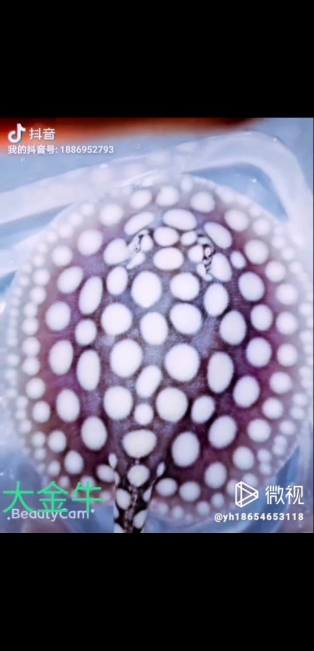 纯血皇冠繁殖技术,纯血皇冠黑白