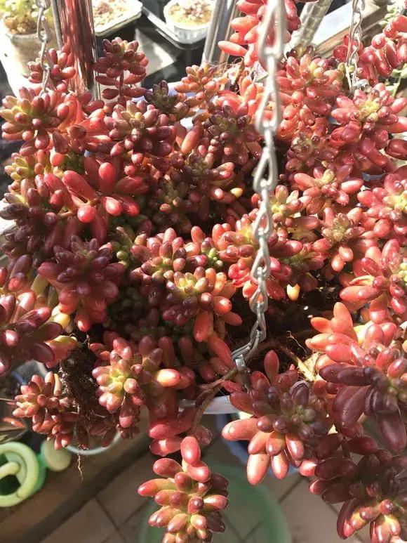 多肉虹之玉开花,多肉虹之玉长白霜