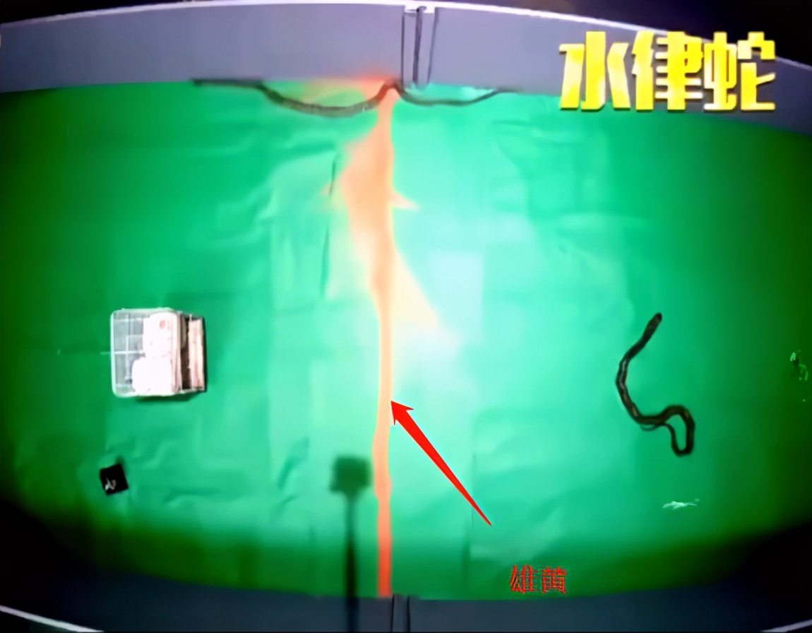 欺负狗，追杀蛇，“街霸”大鹅为什么不怕食肉动物？