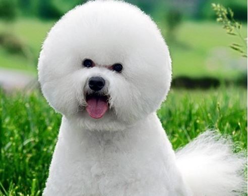 比熊耳朵球菌感染怎么办,比熊口炎怎么能治好