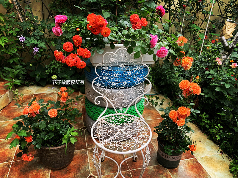 我的玫瑰仙境,请上坐!花市买来的“激素苗”,我这一招很好养活