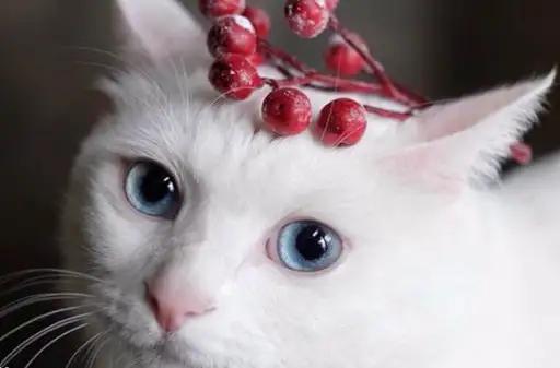 外国人把中国田园猫当成宝,中华田园猫在外国人眼里是什么