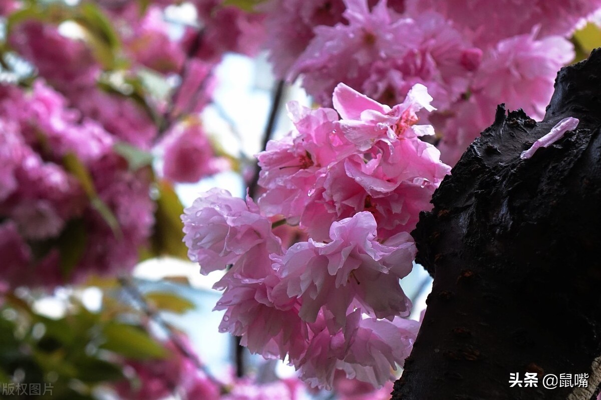 世说新语·咏雪译文,世说新语原文译文30篇